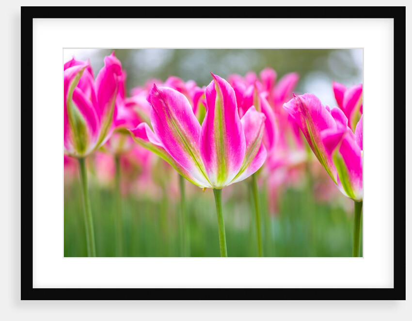 Colorful Tulip flowers by Assaf Frank
